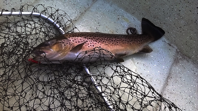 Jokijärven kuparinhohtoinen taimen sai pitää henkensä ja pääsi jatkamaan sukua..